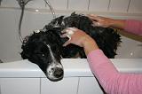 BAIN - BORDER COLLIE 008